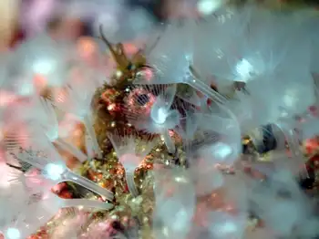Coral