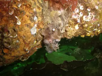 Sailfin Sculpin