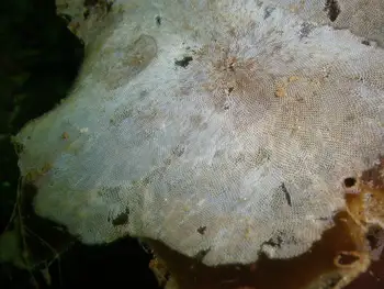 Kelp Lace Bryozoan