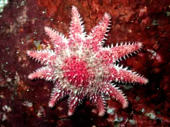 Rose Star