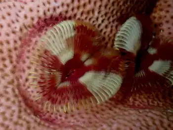 Worm