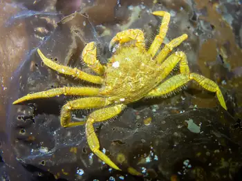 Helmet Crab