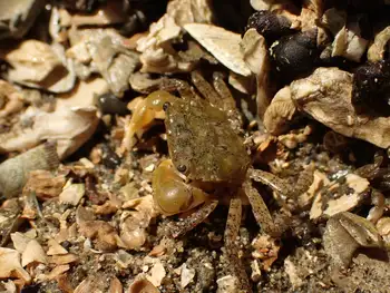 Green Shore Crab