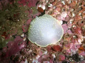Yellow Margin Dorid