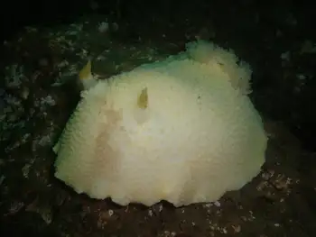 Noble Sea Lemon