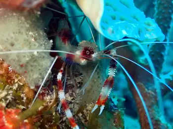 Banded Coral Shrimp