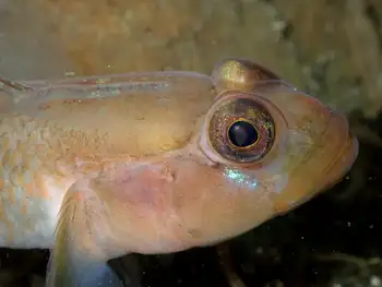 Blackeye Goby