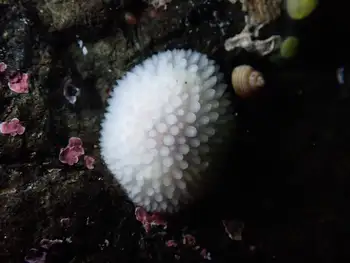 White Adalaria Nudibranch