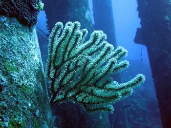 darwini coral