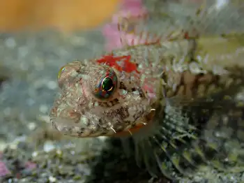 Scalyhead Sculpin
