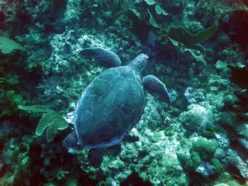 Green Sea Turtle