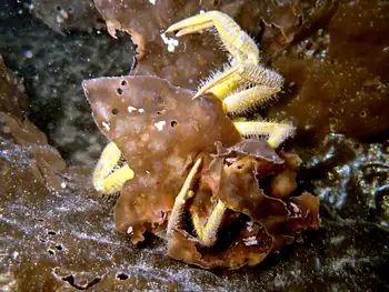Helmet Crab