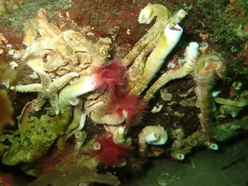Red Trumpet Calcareous Tube Worms