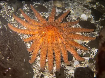 Sunflower Star