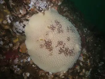 Freckled Pale Sea Lemon