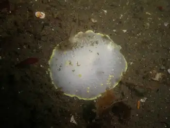 Modest Cadlina Nudibranch