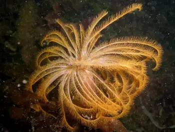 Split Branch Feather Duster Worm