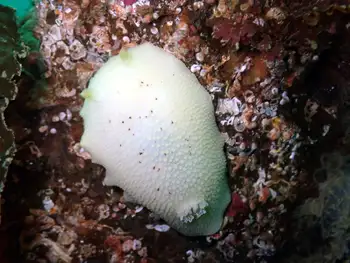 Freckled Pale Sea Lemon