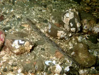 Snake Prickleback
