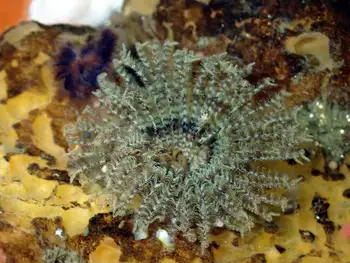 Feather Duster Worm