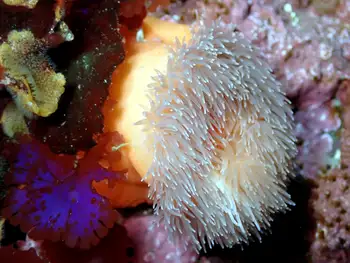Anemone
