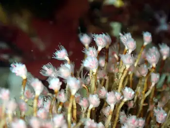 Bushy Pink Mouth Hydroids