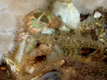 Sculpin