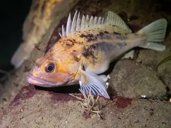 Brown Rockfish