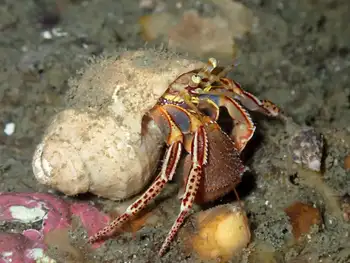 Widehand Hermit Crab