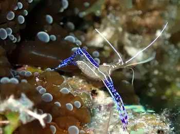 Pederson Cleaner Shrimp