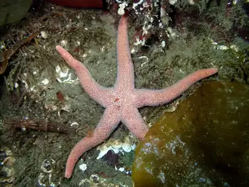 Ridged Blood Star