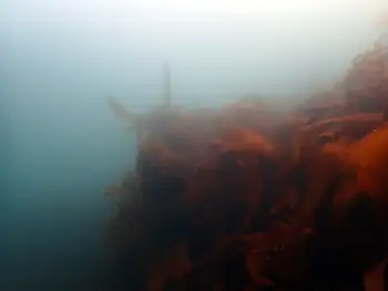 Kelp
