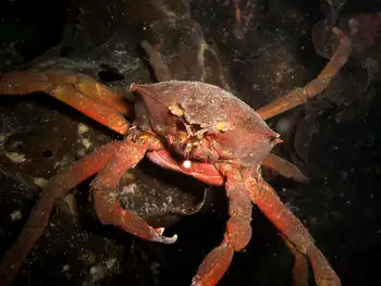Northern Kelp Crab