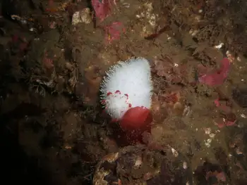 Nanaimo Nudibranch