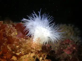Metridium Anemone