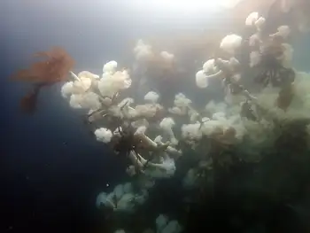 Metridium Anemones