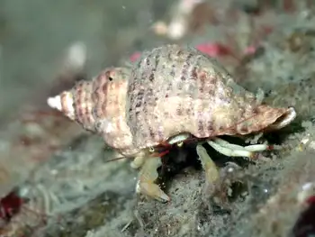 greenmark hermit crab