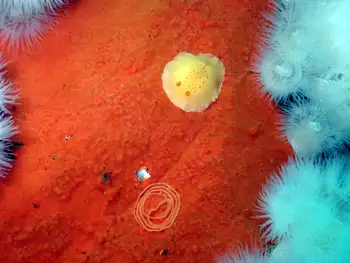 Sponge