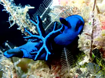 Gloomy Nudibranch