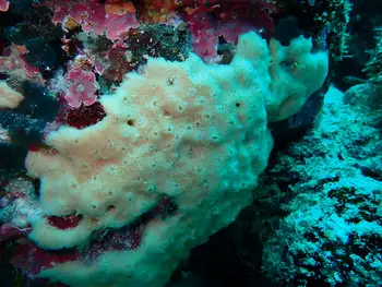 Sponge