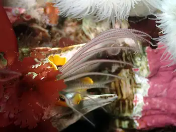 Giant Acorn Barnacle