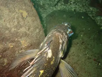 Rockfish
