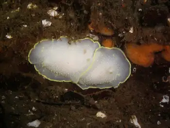 Yellow Rimmed Nudibranchs