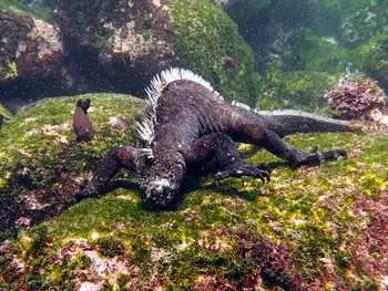 Marine Iguana
