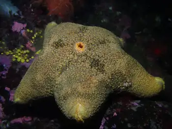 Slime Star