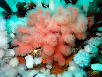Red Soft Coral