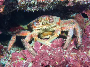 Channel Clinging Crab