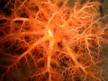 Red Sea Cucumber