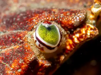 Red Rock Crab