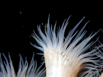 Metridium Anemone